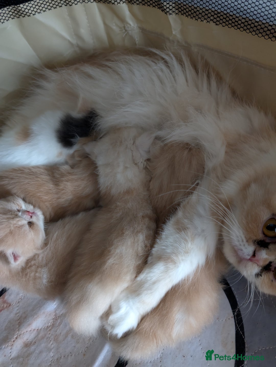 Persian cats for sale: Persian kittens  - Image 9