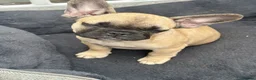 French Bulldog dogs for sale: Female fawn coat and a black mask. - Advert 29