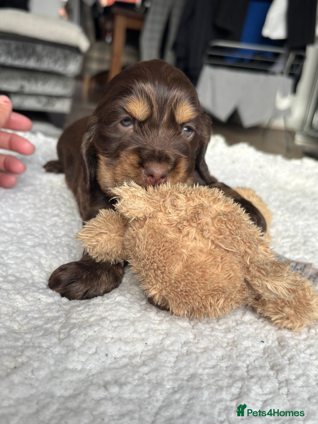 Cocker Spaniel dogs for sale: 🐾[Simbawood Lines]KC Show Cocker Spaniels🐾 - Advert 16