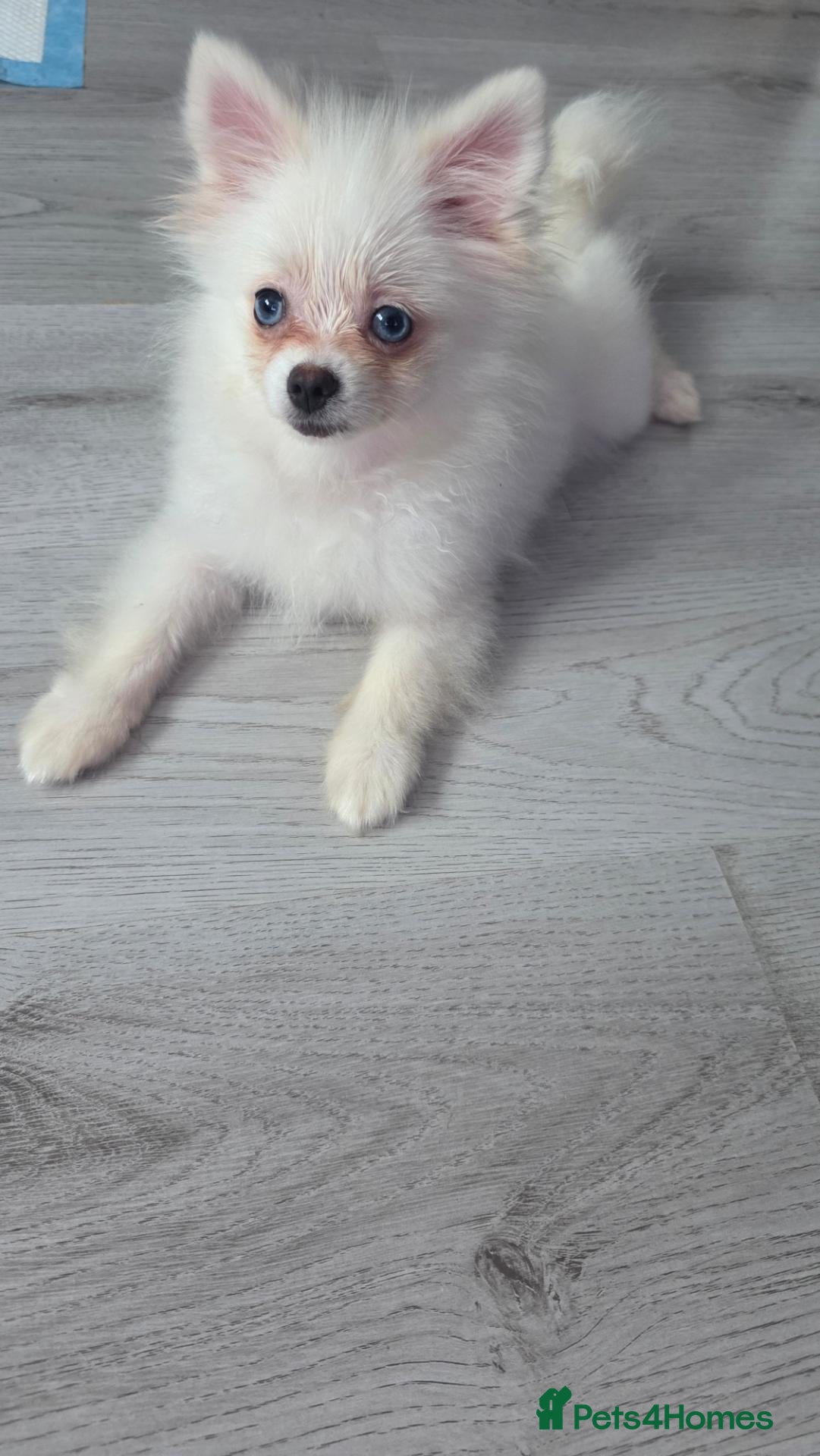 Pomeranian dogs Adorable tiny pomeranian girl - Advert 2