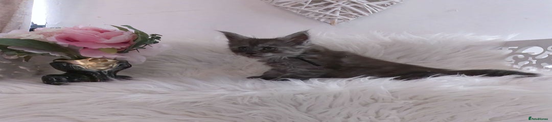 (Black) Maine Coon Kitten 4 black smoke