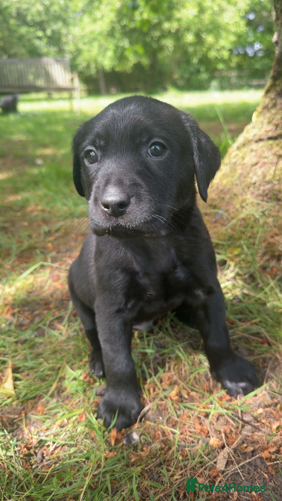 Labrador Retriever dogs KC Black Lab pups - Exceptional health tested - Advert 1