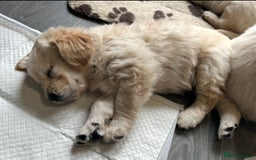 Golden Retriever dogs for sale: Golden retriever pups  - Image 7