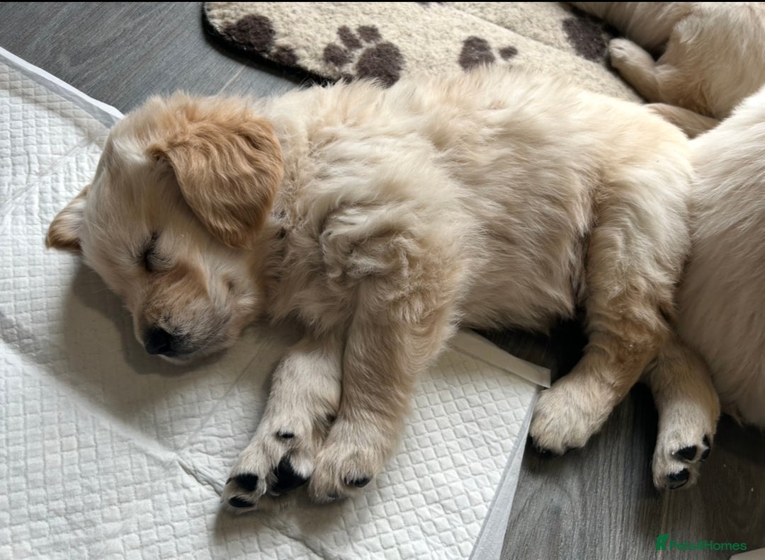 Golden Retriever dogs for sale: Golden retriever pups  - Image 7