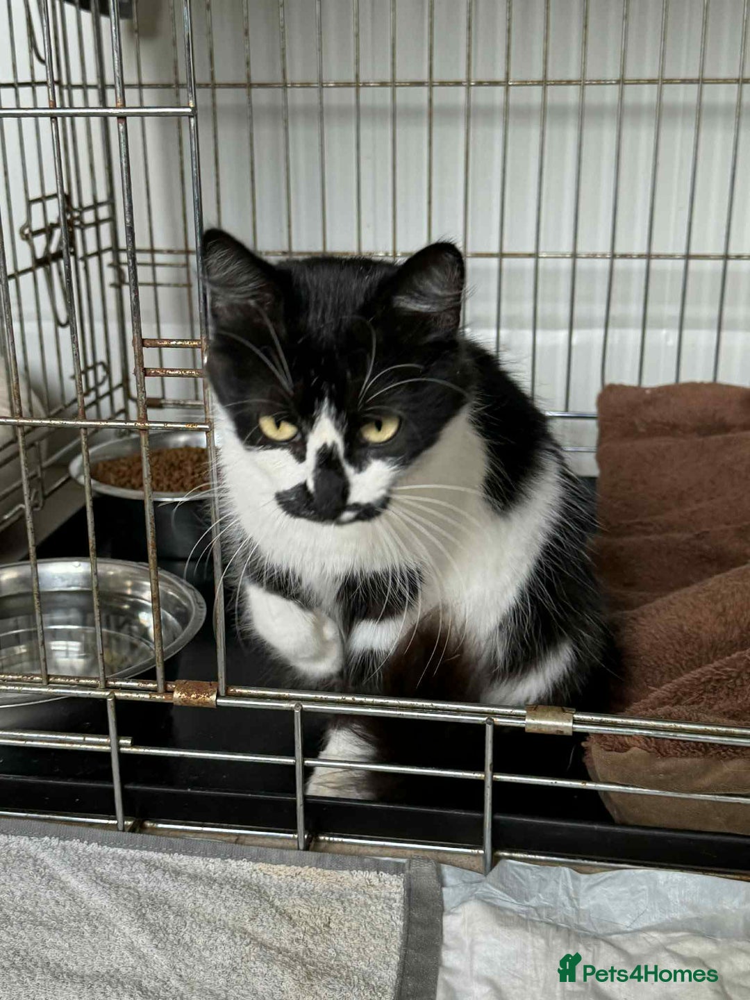 Mixed Breed cats for adoption: Hera - Norwich Norfolk  - Advert 5