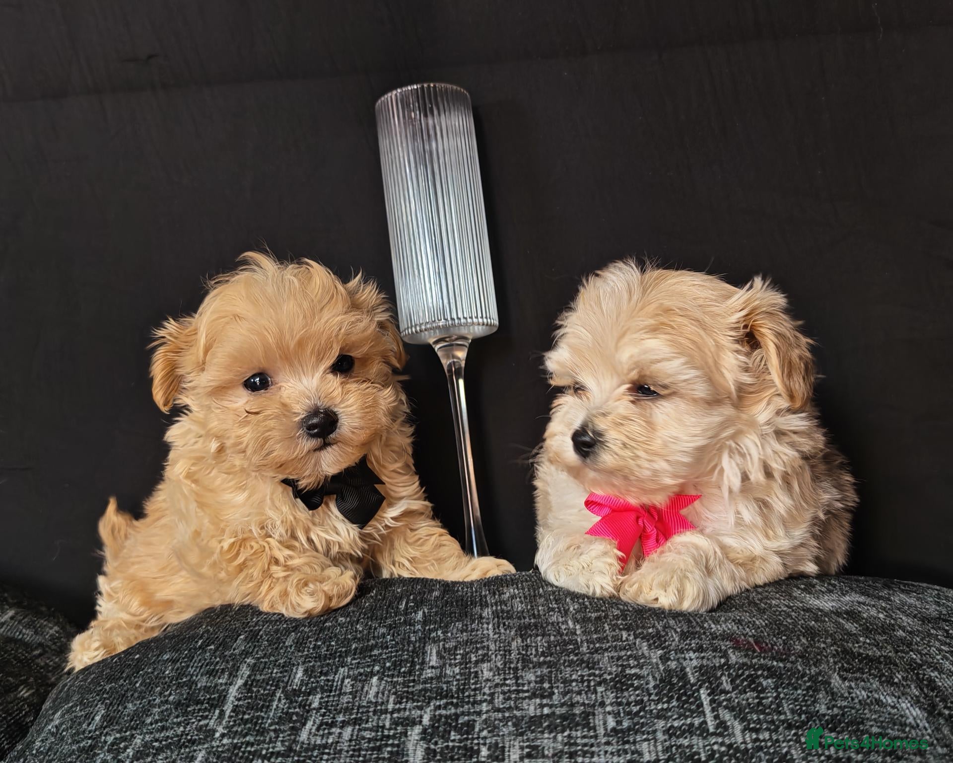 Maltipoo dogs Maltipoo Miny ready to Leave soon - Advert 4