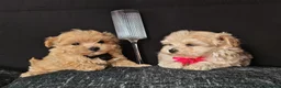 Maltipoo dogs for sale: Maltipoo Miny ready to Leave soon - Advert 20