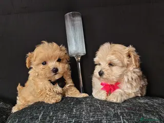 Maltipoo dogs Maltipoo Miny ready to Leave soon - Advert 4