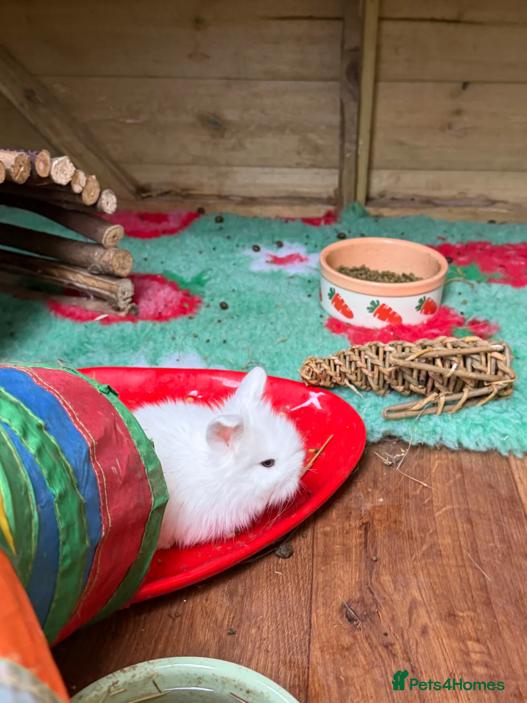 Mini Lion Lop rabbits for sale: Beautiful mini lion lop bunnies  in Stafford - Advert 10