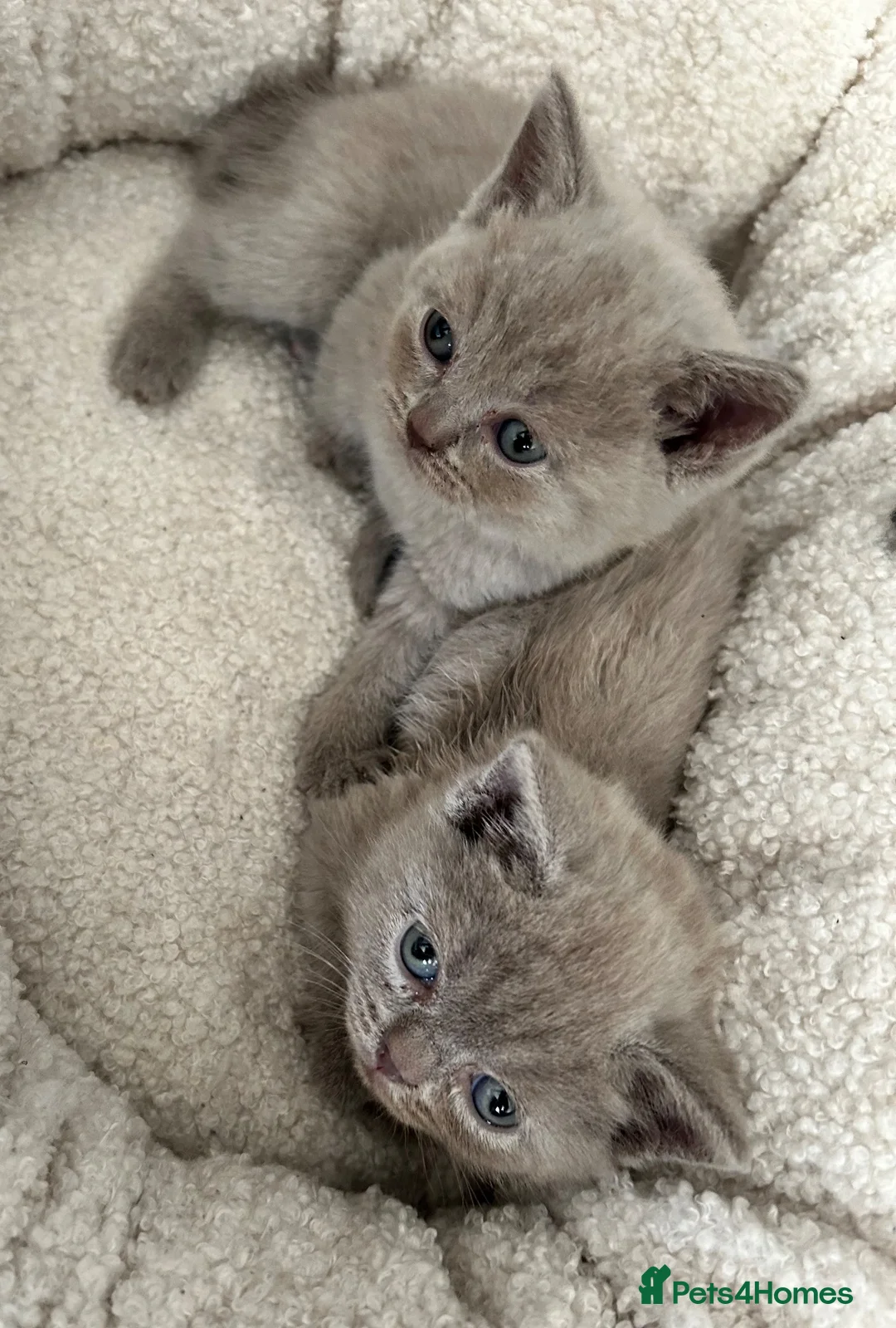British Shorthair cats for sale: Stunning British shorthair kittens  in Birmingham - Advert 2