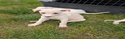 Whippet dogs for sale: Stunning whippet puppies  - Advert 16