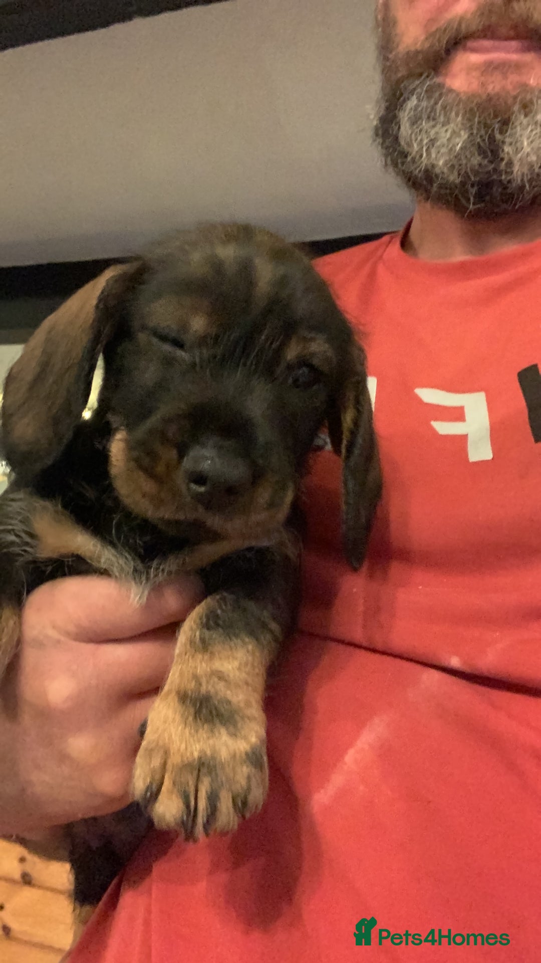 Dachshund dogs for sale: Standard wirehaired dachshund  - Advert 21