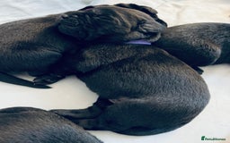 Labrador Retriever dogs for sale: Ready on 11th of December  - Image 2