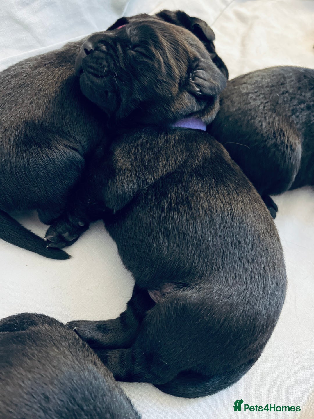 Labrador Retriever dogs for sale: Ready on 11th of December  - Image 2