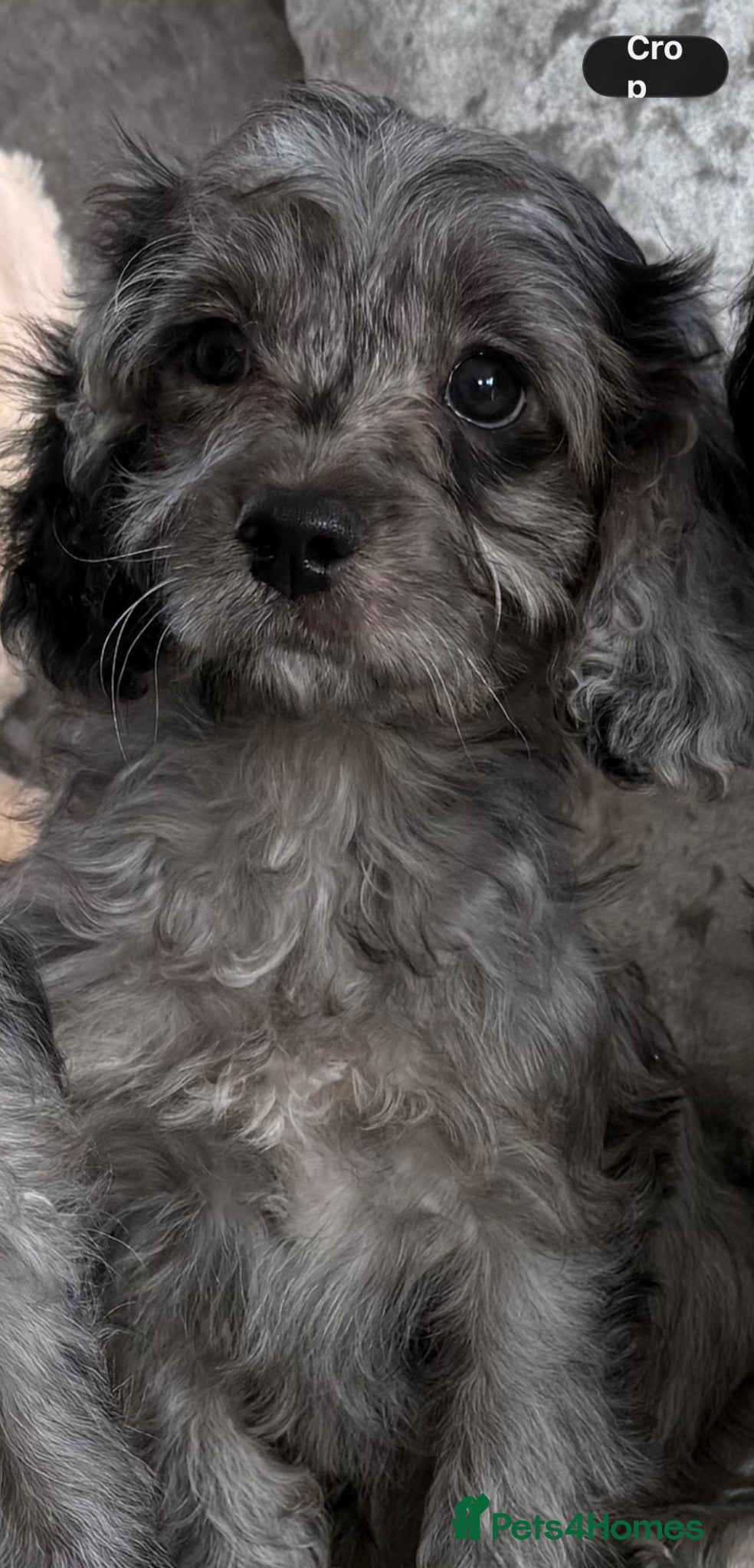 Cavapoo dogs Stunning DNA Clear Cavapoo Pups - Advert 1