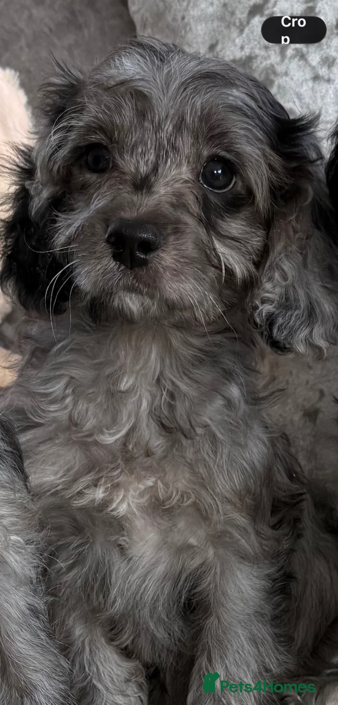 Cavapoo dogs for sale: Stunning DNA Clear Cavapoo Pups - Advert 1