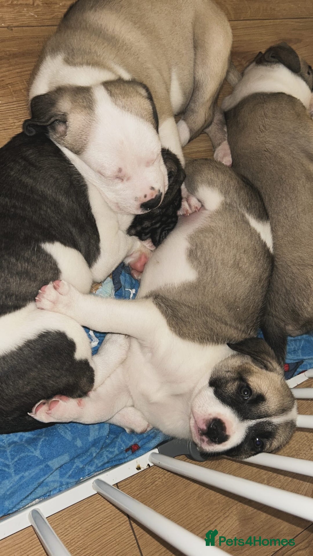 Mixed Breed dogs for sale: American bulldog x bullmastiff puppies - Advert 18