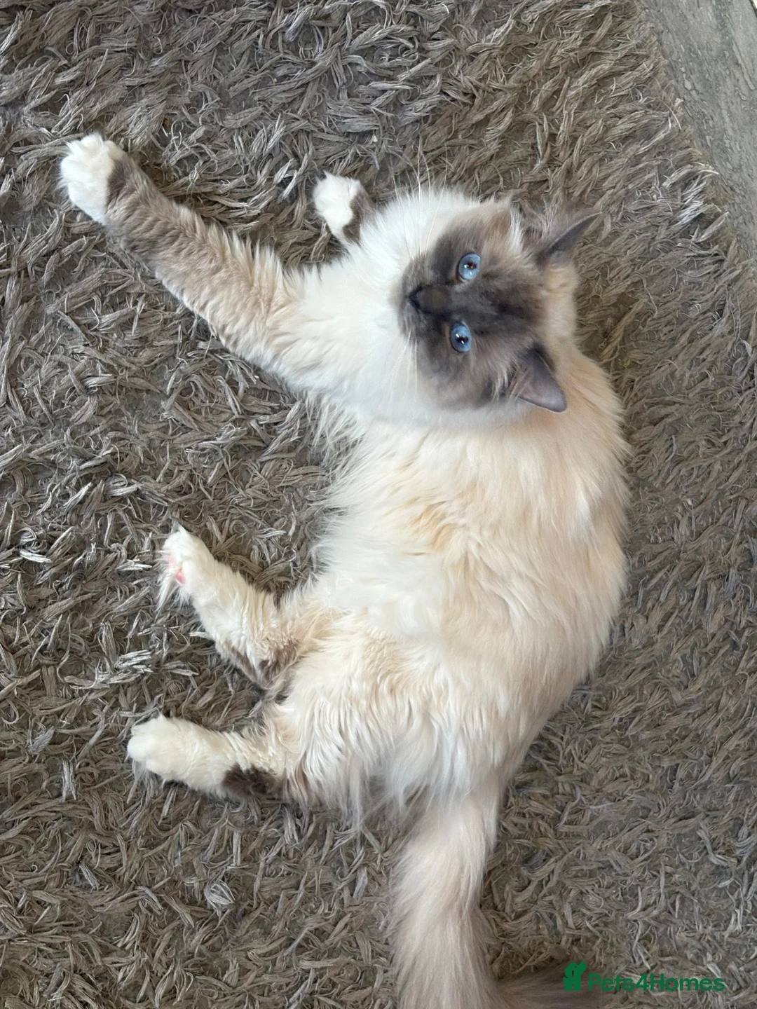 Ragdoll cats for stud: Large Gccf stud stunning Loki well proven  - Advert 2