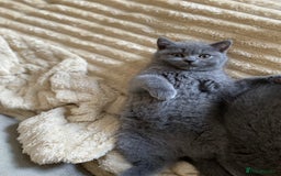 British Shorthair cats for sale: ❤️GCCF❤️ONE GIRL LEFT❤️READY❤️ BRITISH SHORTHAIR❤️ - Image 23
