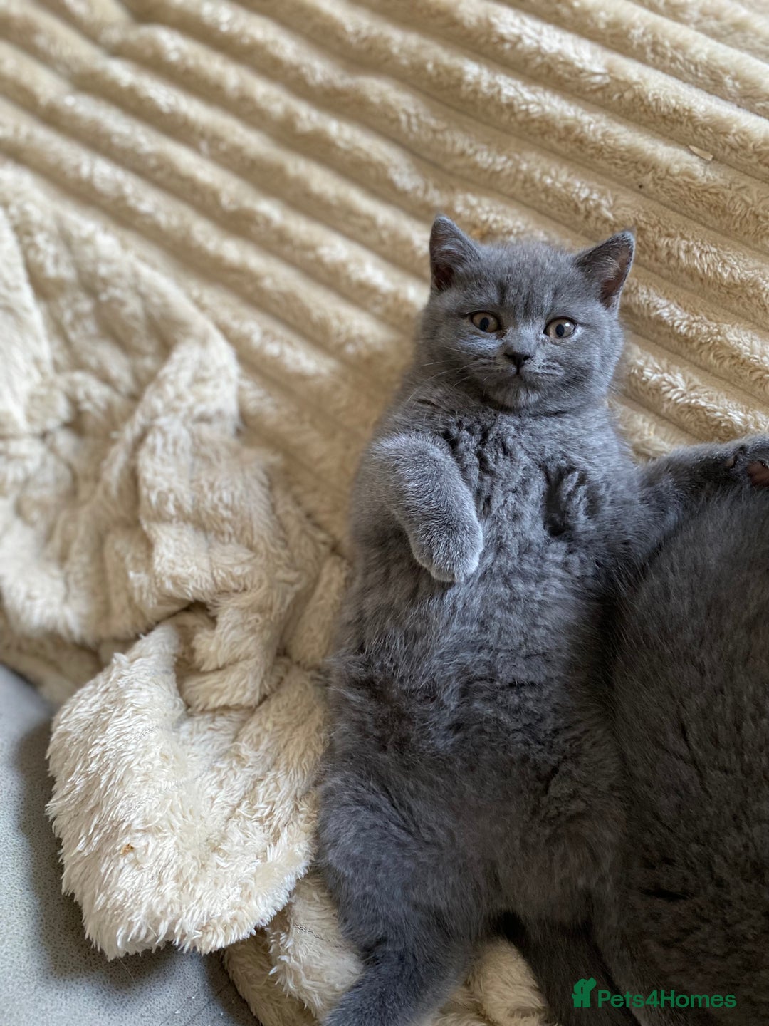 British Shorthair cats for sale: ❤️GCCF❤️ONE GIRL LEFT❤️READY❤️ BRITISH SHORTHAIR❤️ - Image 23