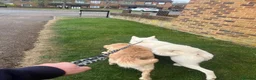 Golden Retriever dogs for sale: Two Loving Dogs Looking for Their Forever Home  - Advert 6