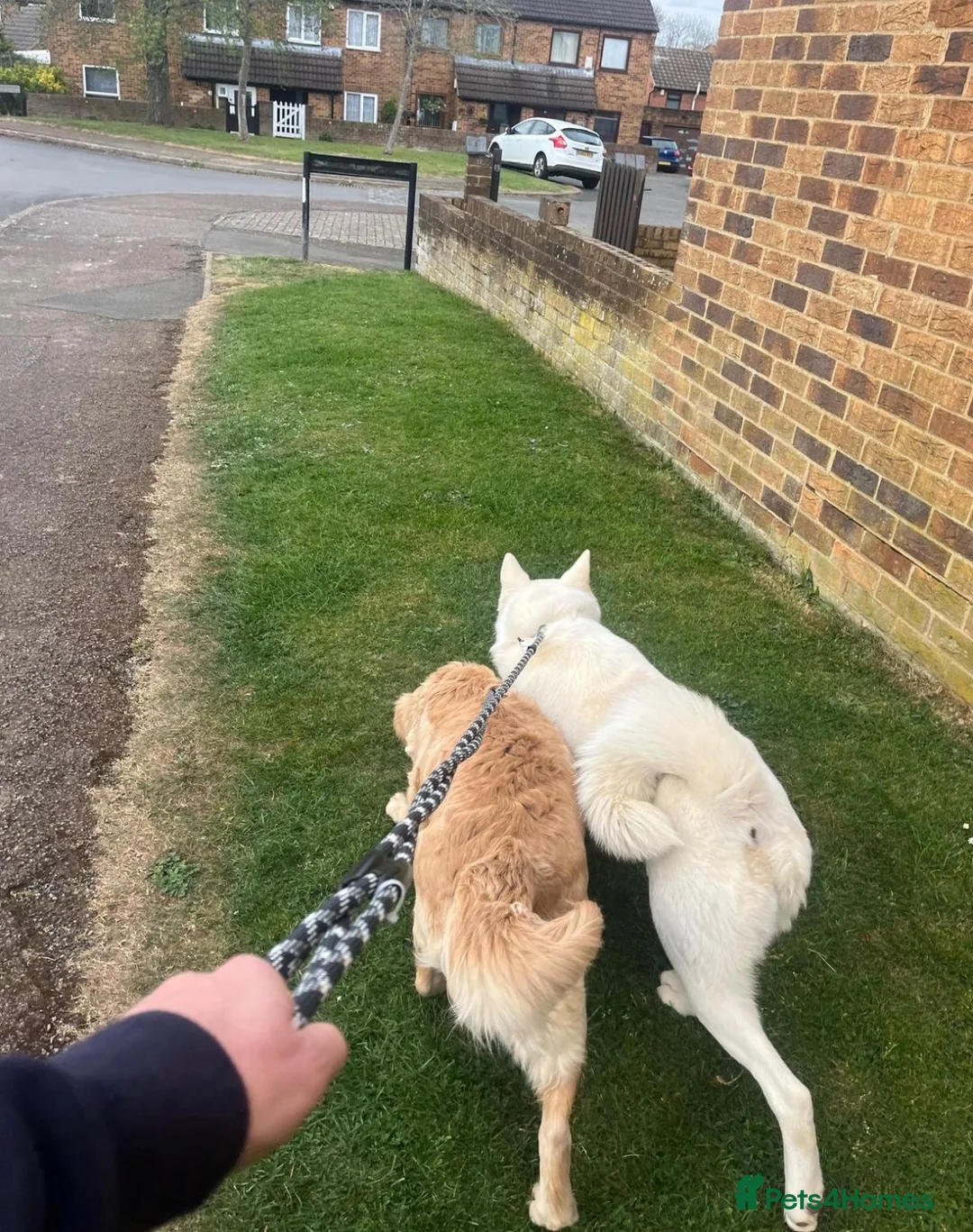 Golden Retriever dogs for sale: Two Loving Dogs Looking for Their Forever Home  - Advert 6