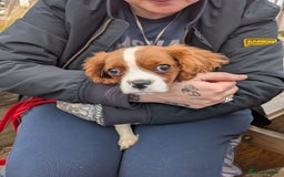 Cavalier King Charles Spaniel dogs for sale: SOLD Fully vaccinated male CKCS puppy  - Image 13