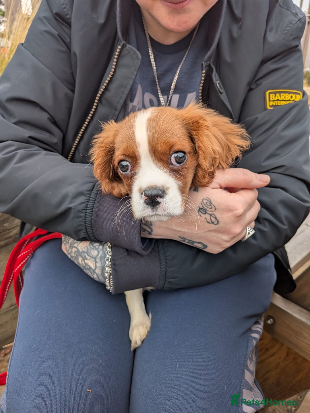 Cavalier King Charles Spaniel dogs for sale: SOLD Fully vaccinated male CKCS puppy  - Image 13