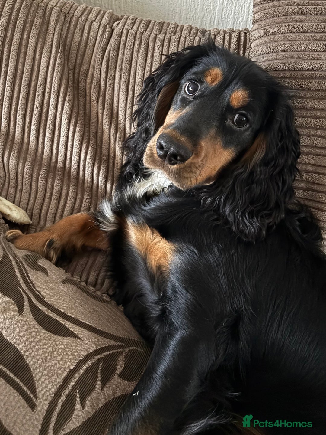 Cocker Spaniel dogs for stud: Macca - Advert 6