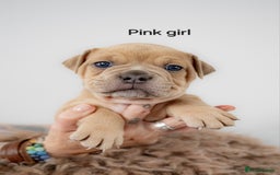 Olde English Bulldogge dogs for sale: Last boy available Olde english bulldog  - Image 18