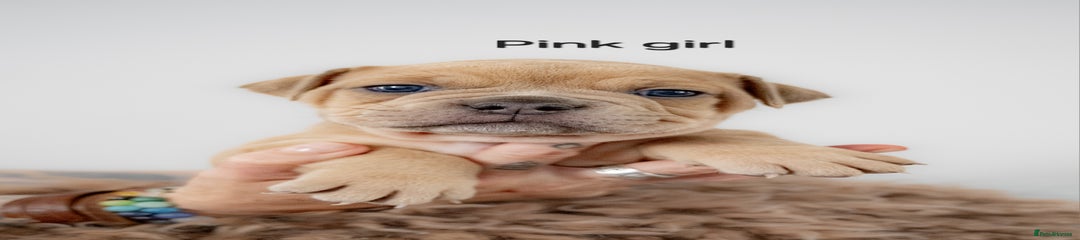 Olde English Bulldogge Puppy 7