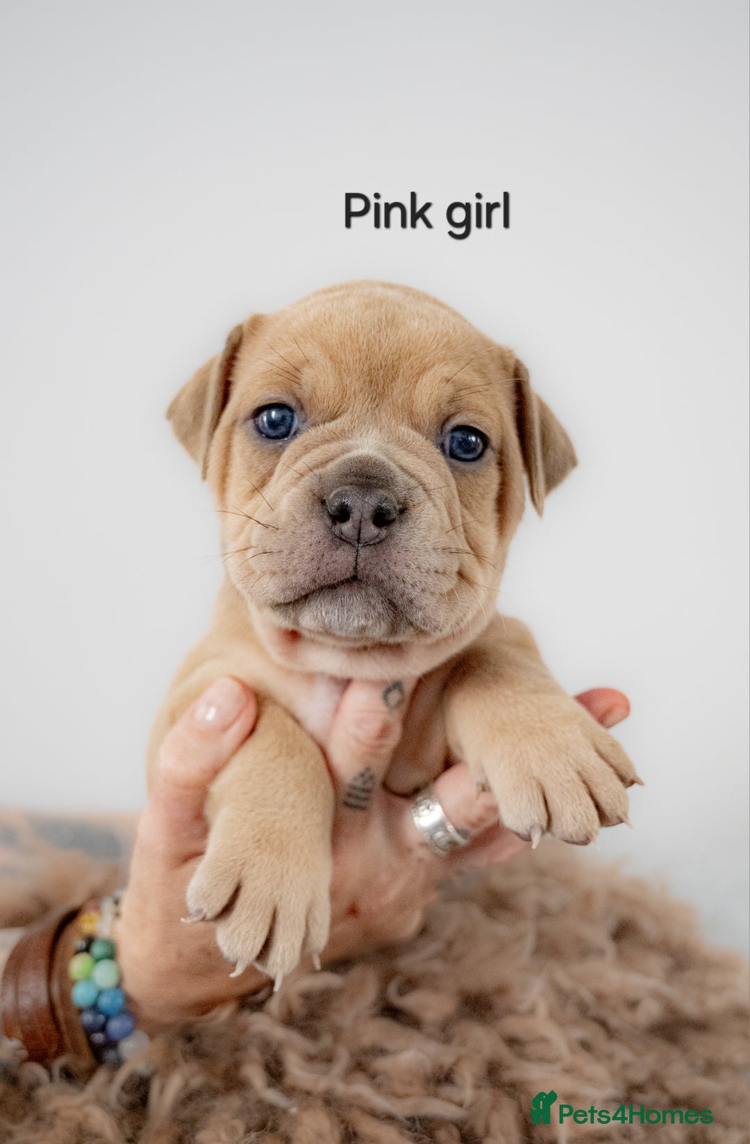 Olde English Bulldogge dogs for sale: Last boy available Olde english bulldog  - Image 18