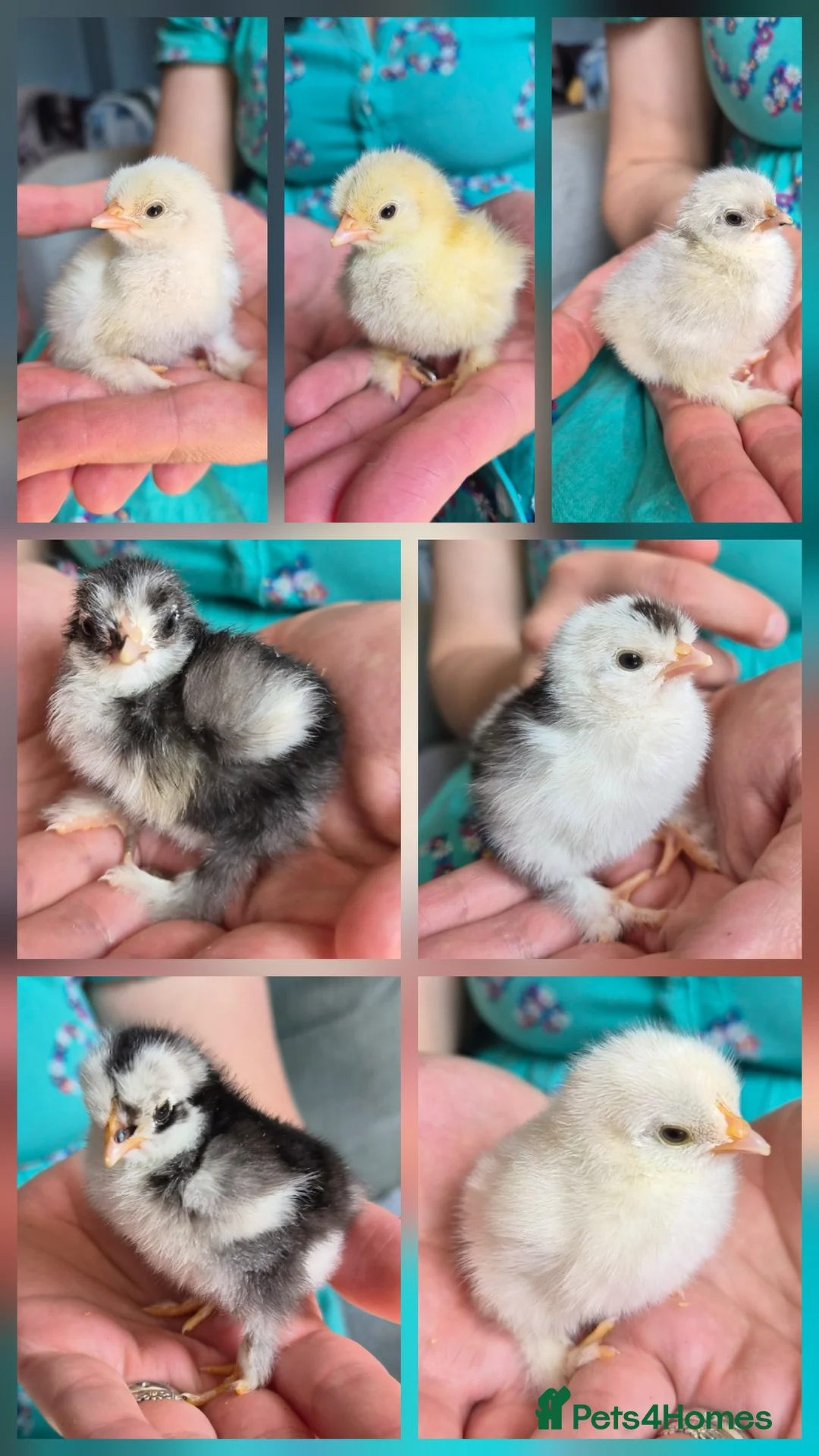 Chickens poultry for sale: 7 Pekin Bantam Chicks  - Advert 1