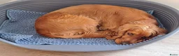 Cocker Spaniel dogs for sale: 3 Year Old Cocker Spaniel - Beautiful Rosie - Advert 2
