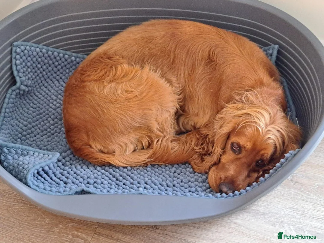Cocker Spaniel dogs for sale: 3 Year Old Cocker Spaniel - Beautiful Rosie - Advert 2