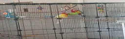Parrots birds for sale: Pair of Rosellas - Advert 1
