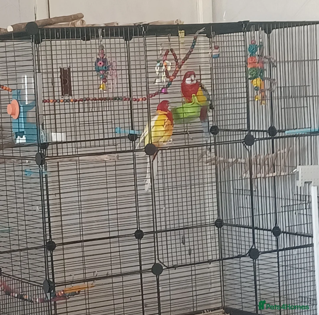 Parrots birds for sale: Pair of Rosellas - Advert 1
