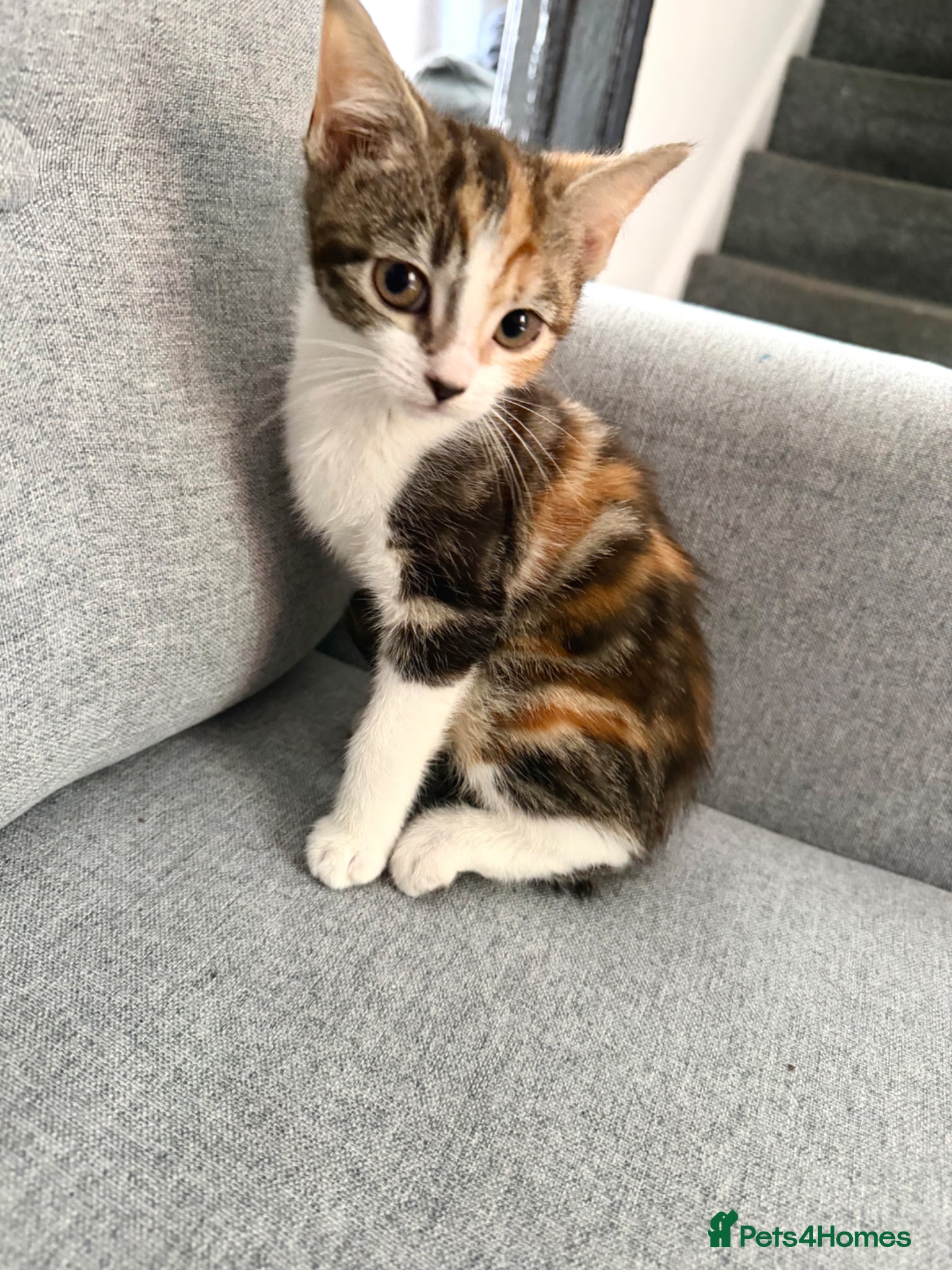 Mixed Breed cats for sale: 2 kittens ready for new homes - Advert 7