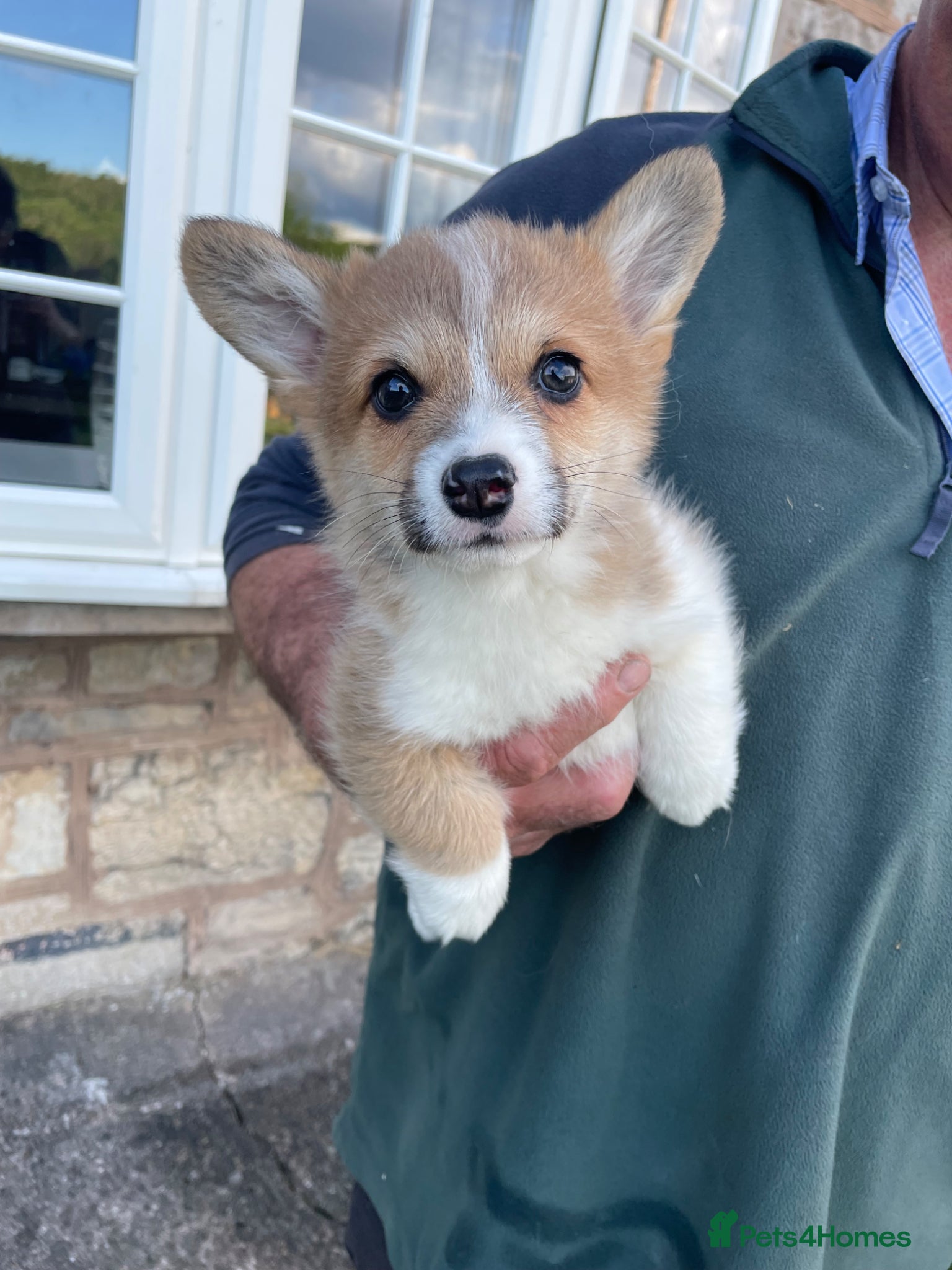 Welsh Corgi Pembroke dogs for sale: Lovely Corgi Girl Pup - Ready To Go - Advert 9
