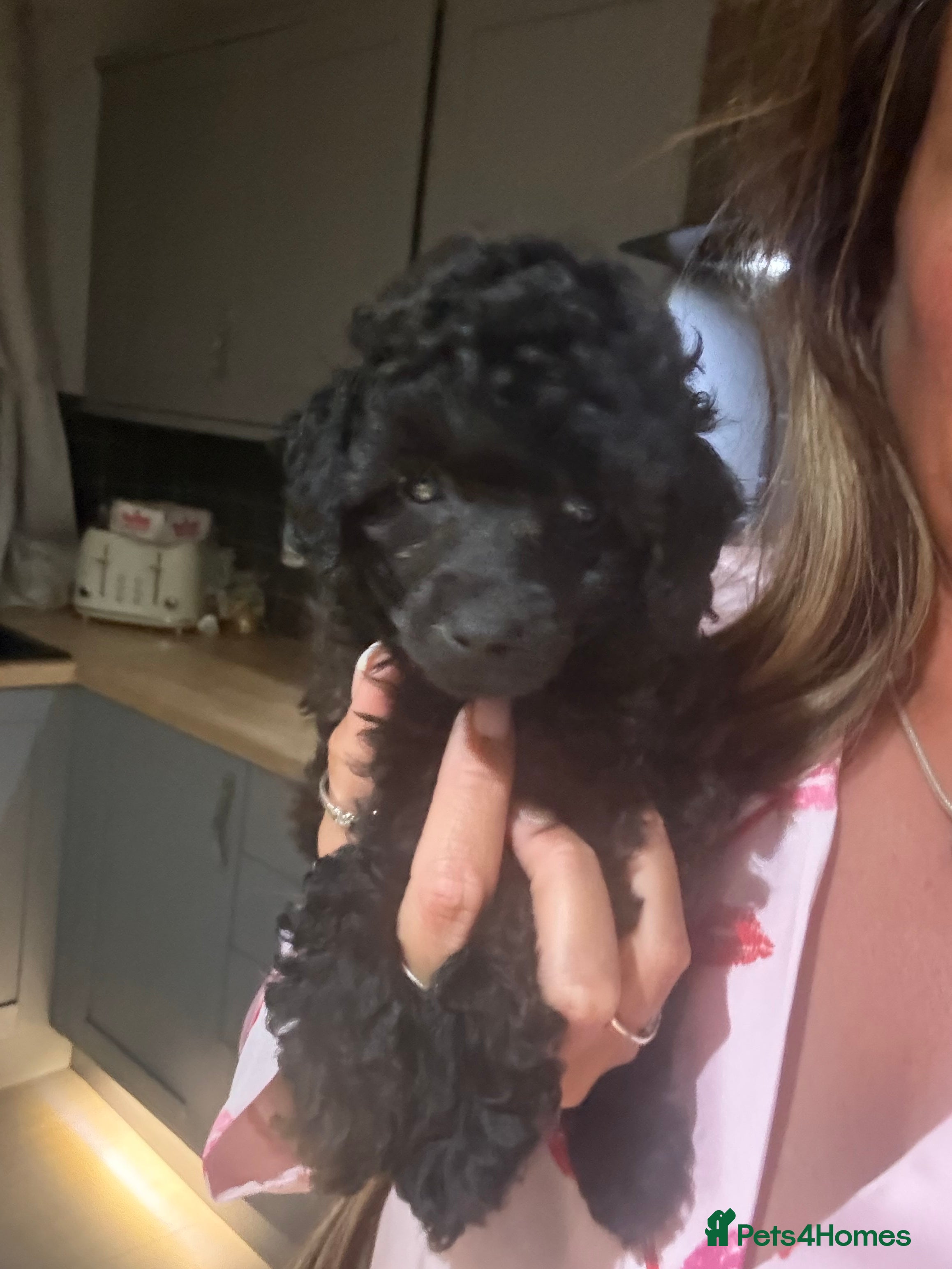 Miniature Poodle dogs Stunning Kc Poodle Girl 3 Month - Advert 1