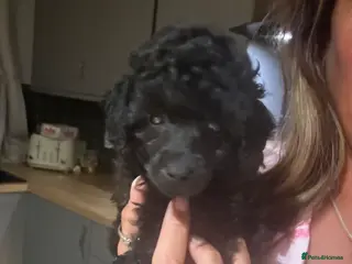 Miniature Poodle dogs Stunning Kc Poodle Girl 3 Month - Advert 1