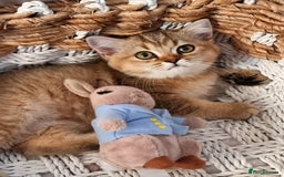 British Shorthair cats for sale: GOLDEN & COLOURPOINT BSH KITTENS, READY TO GO! - Image 4