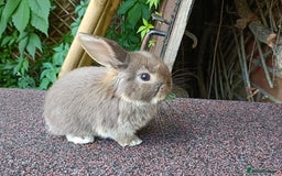 Mini Lop rabbits for sale: Pure bred mini lop baby - Image 6