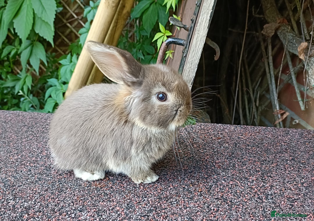 Mini Lop rabbits for sale: Pure bred mini lop baby - Image 6