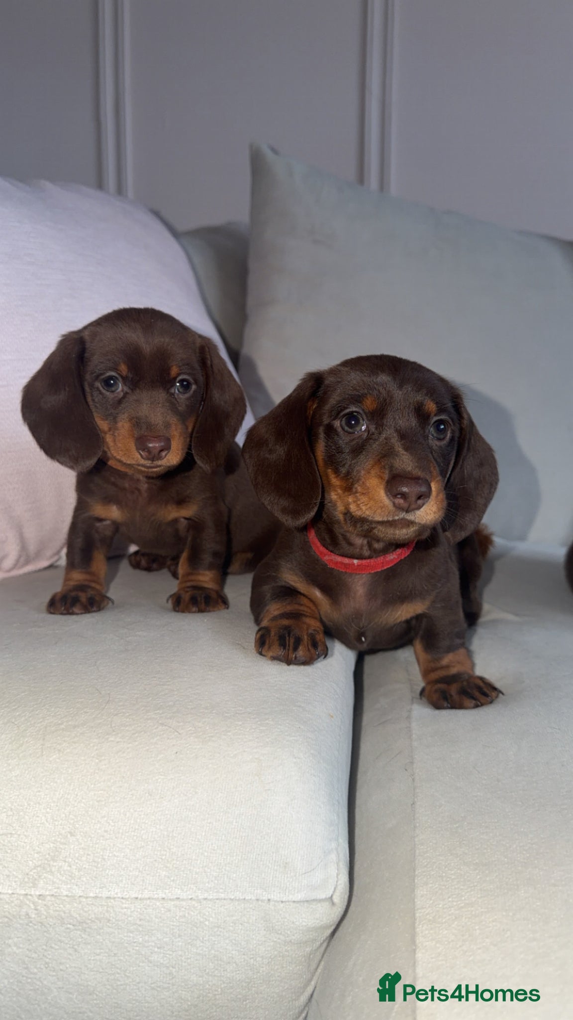 Miniature Dachshund dogs 2 female miniature dachshunds for sale💗🐶 - Advert 2