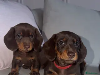 Miniature Dachshund dogs 2 female miniature dachshunds for sale💗🐶 - Advert 2