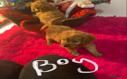 Cavapoo dogs for sale: F1 cavapoo puppys girls and boys  - Advert 14