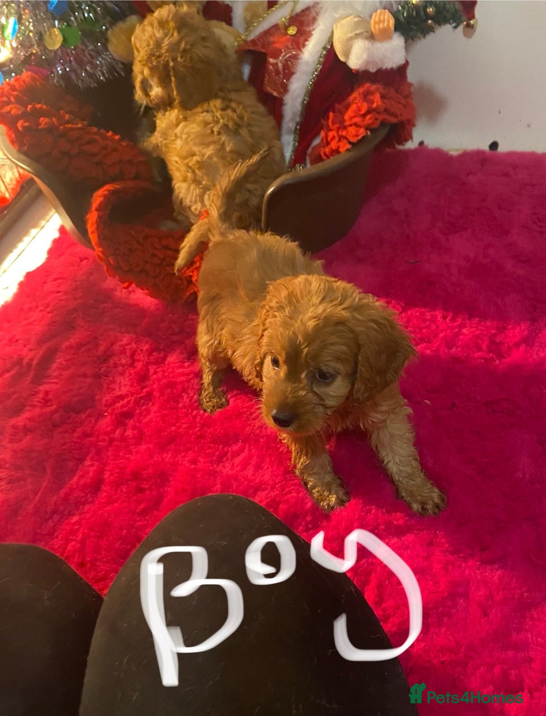 Cavapoo dogs for sale: F1 cavapoo puppys girls and boys  - Advert 14