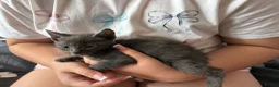 Mixed Breed cats for sale: British shorthair x Bengal Kittens  - Advert 4
