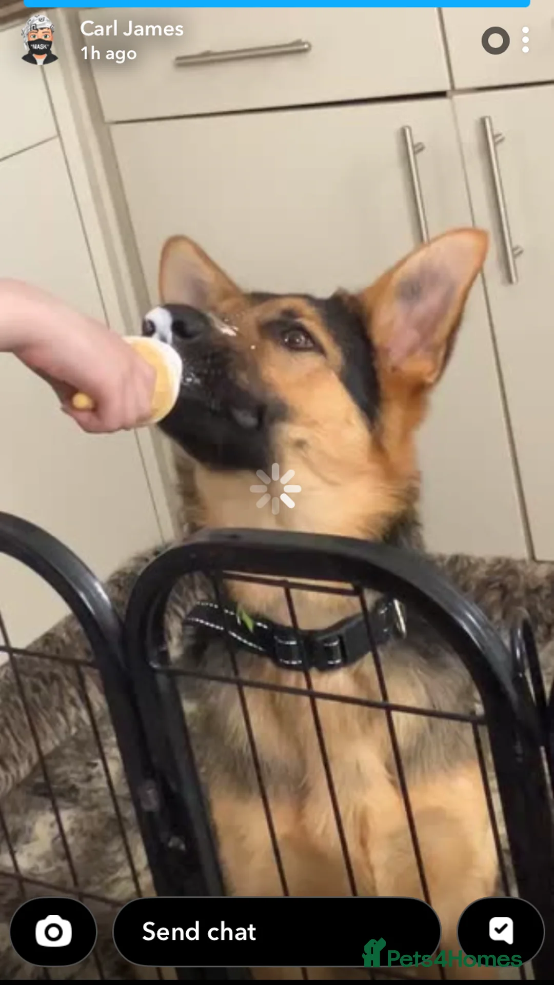 German Shepherd dogs for sale: German shepherd  - Advert 1